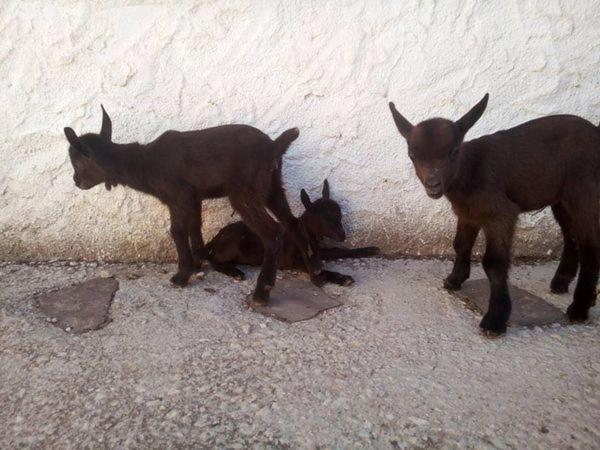 Granja El Regajo Villa Valensiya Dış mekan fotoğraf