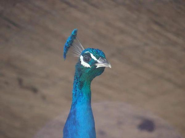 Granja El Regajo Villa Valensiya Dış mekan fotoğraf